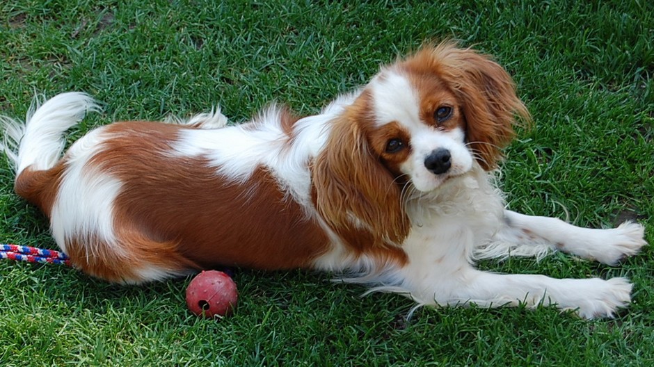 Hľadá sa pes bielo-hnedý kavalier, ktorý sa stratil v okolí vĺčkoviec. Je to fenka a počúva na meno Stela.