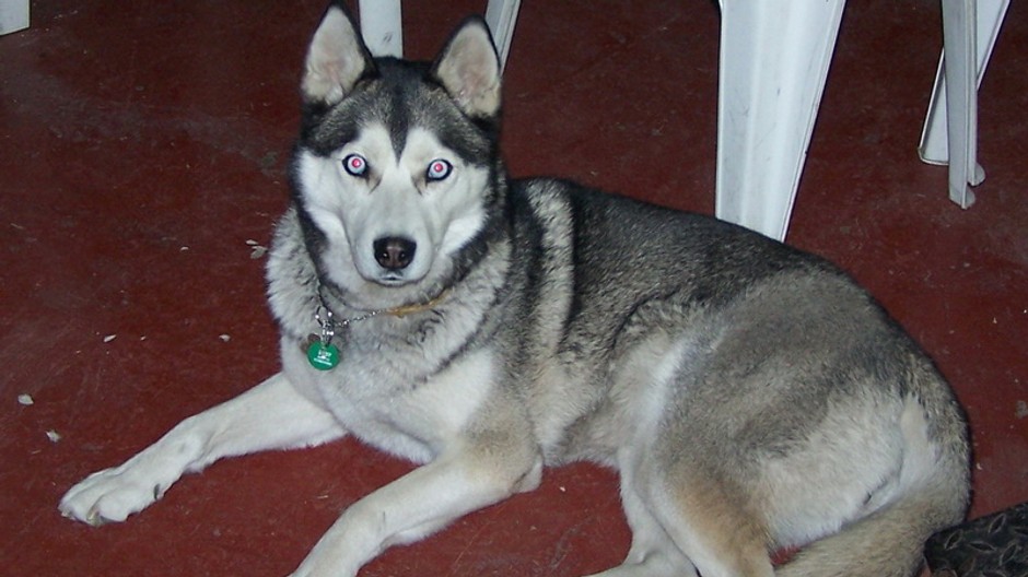 stratený Azur - Sibirsky husky