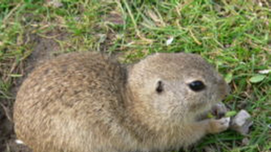 Sysle budú mať nový domov na Záhorí. 