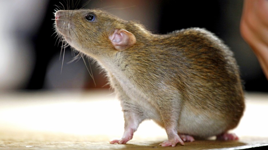 Potkan myš hlodavec