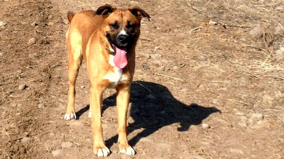 Stratený pes psík Oto Horný Tisovník