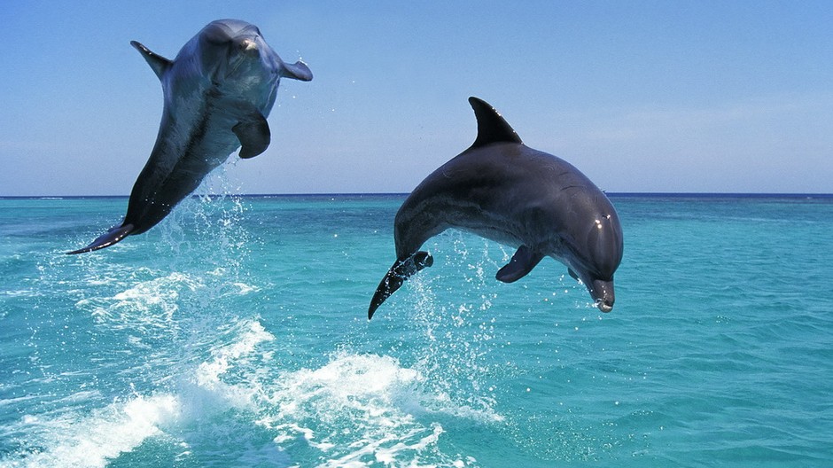 Delfíny dva vyskakujú z morskej vody,more,oceán