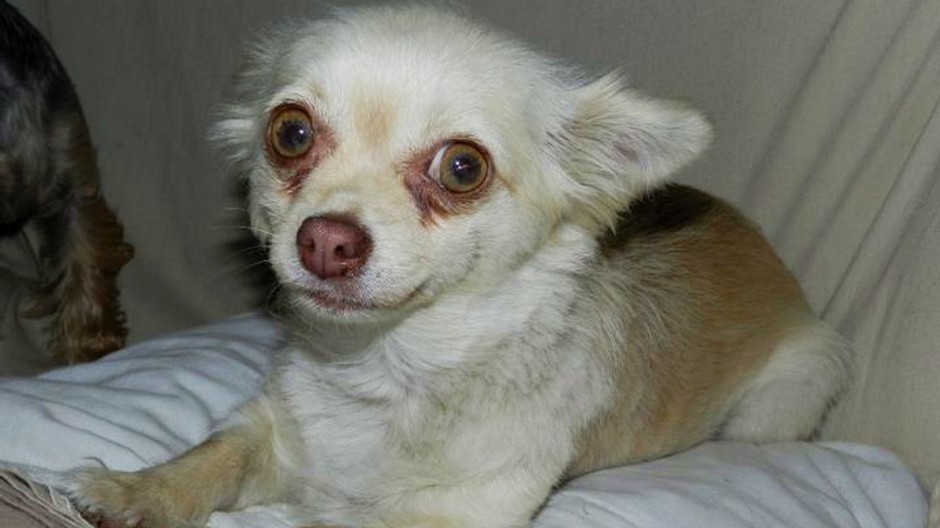 Našla sa fenka čivavy, biela, Lučenecký okres