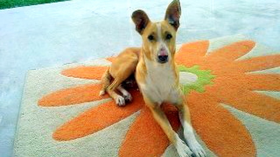 Beny stratený pes Hviezdoslavovo