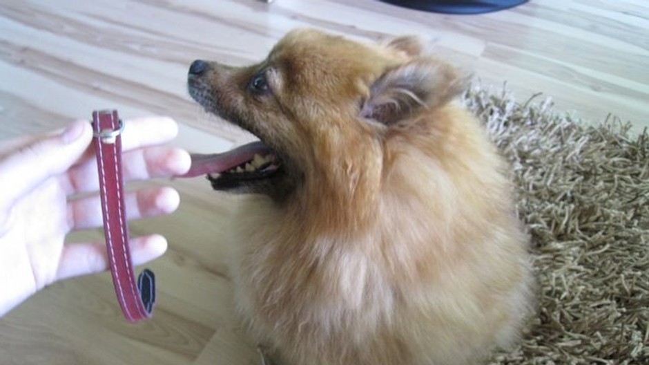 Stratená fenka trpasličieho špica 1