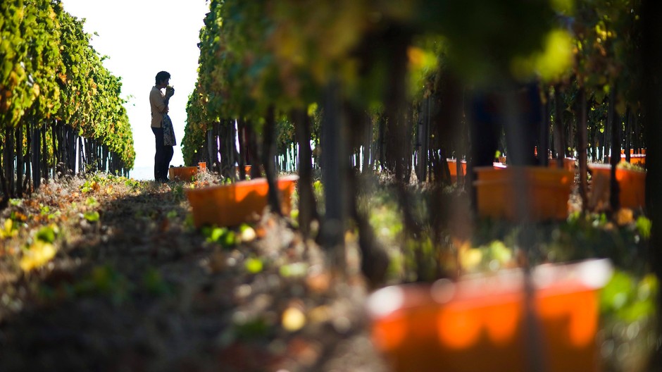 vinohrad človek víno