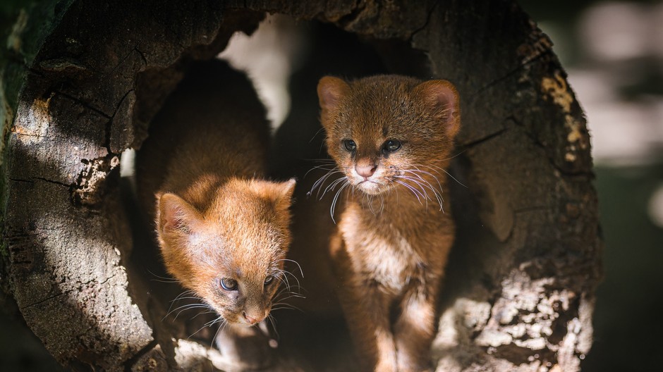 Mačiatka jaguarundi