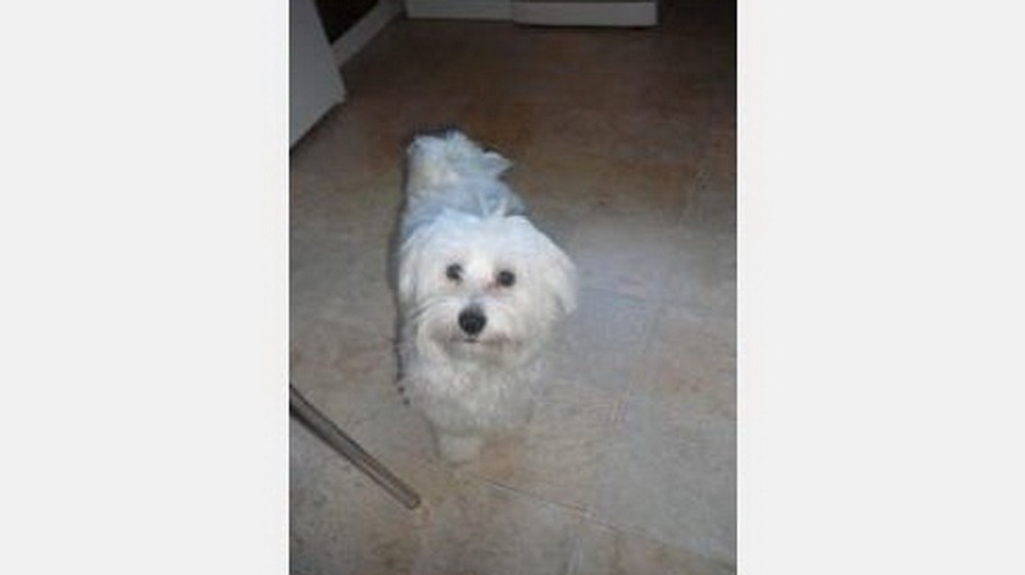 Čača_stratený psík