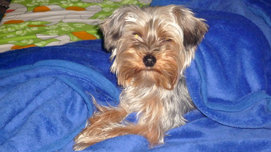 Dňa 24.marca 2012 sa nám stratil milovaný psík.Je to yorksheerský teriér,10-mesačný,sivého zafarbenia,počúva na meno Beny.Je veľmi hravý,prítulný,v tom čase bez obojka.Zmizol nám z rodinného domu v Košiciach-časti Krásnej,až v okolí sídliska nad Jazerom.V