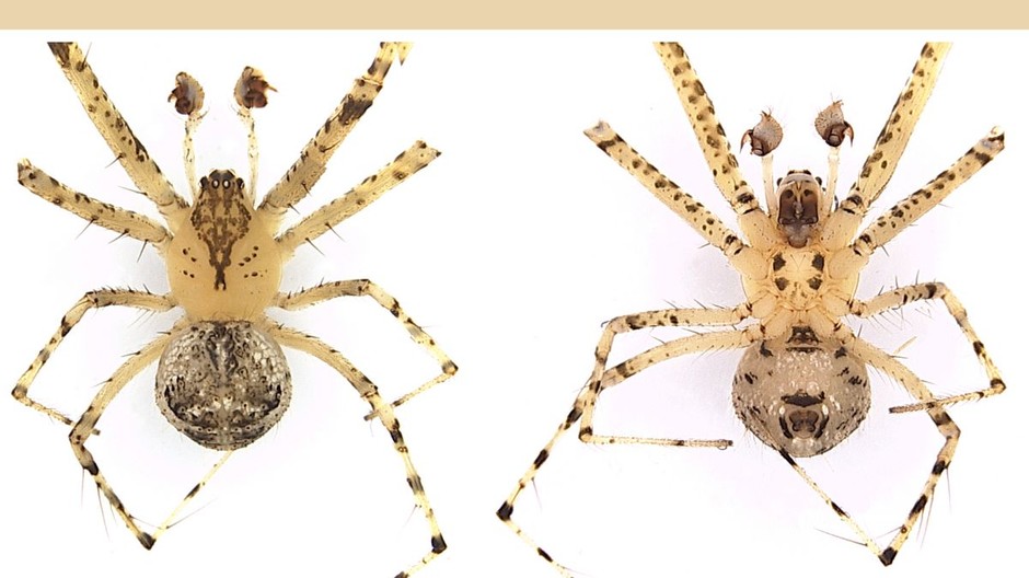 nové pavúky na Slovensku