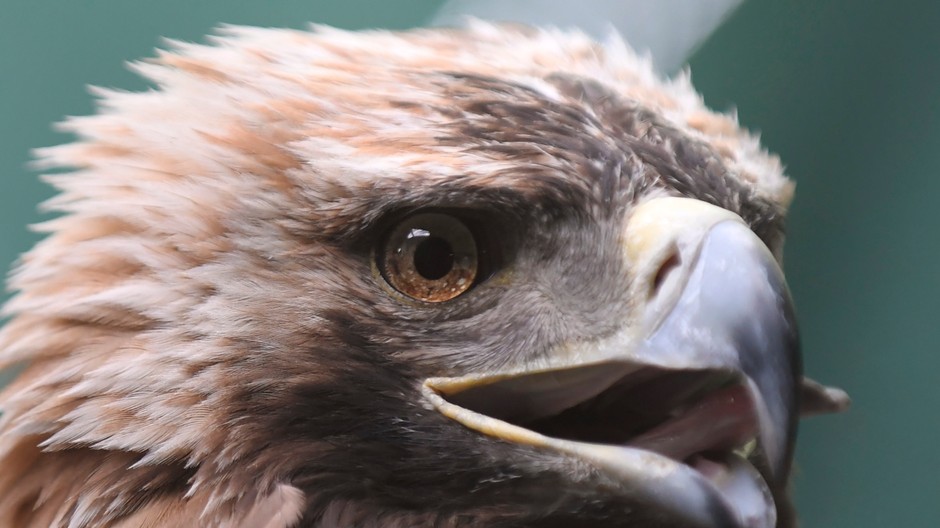 vtaky10_11_9_2020726682