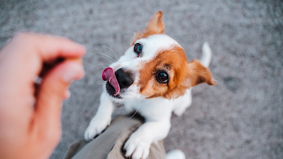 Pedigree - pozitívna motivacia psov - foto shutterstock 1s