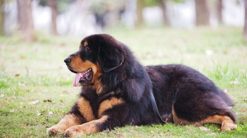 Tibetská doga, leží na zemi