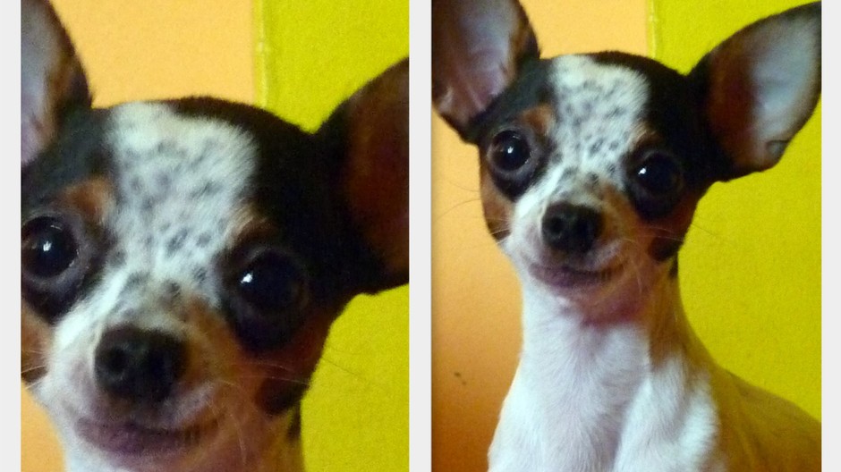 Sereď, stratený psík, čivava, Čivko, pomoc