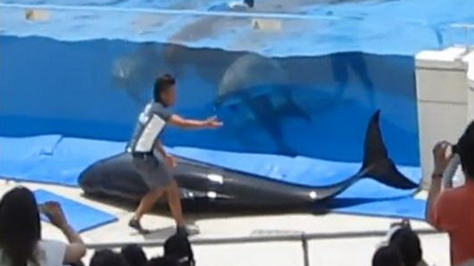 delfin vonku na zemi pred akvariom