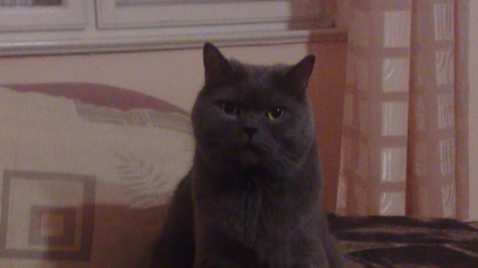 21.9.2011 v nočných hodinách sa stratil na 
ul. 29. augusta/Grösslingova kocúrik. 
Je šedej farby, počúva na meno Šeďo. Kocúrik je plachej povahy a potrebuje špeciálnu stravu.

V prípade akýchkoľvek informácií o jeho pohybe nás prosím kontaktujte na t