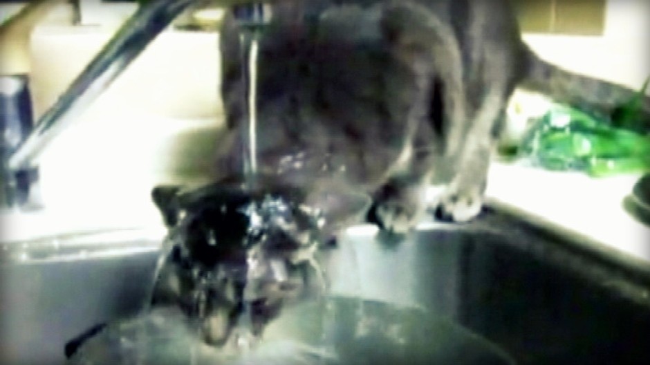 Woody mačka Japonsko sprcha vodovod voda