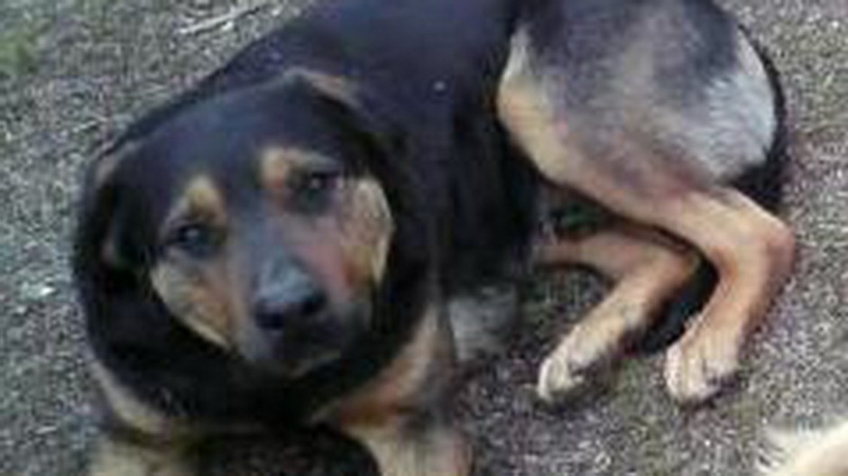 V pondelok 2. januára sa v Rankovciach-okres Košice-okolie stratil krátkosrstý kríženec rotvajlera, čiernej farby s hnedými končatinami.Na krku mal strieborný retiazkový obojok a reaguje na meno MACO.
Opis psíka: čierny rotvajler, 60-70 cm vysoký, na noh