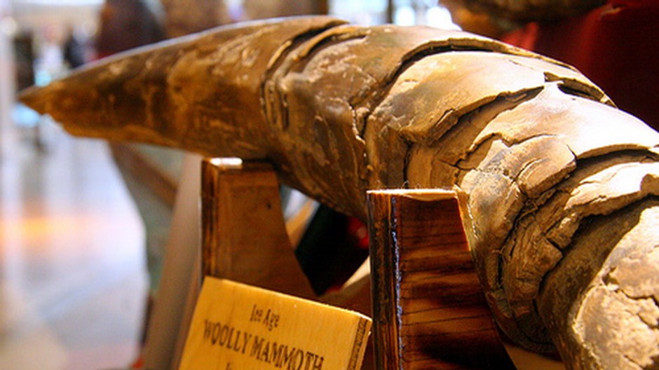 Mamutie kly si vždy nájdu cestu do múzeí v ďalších krajinách sveta.