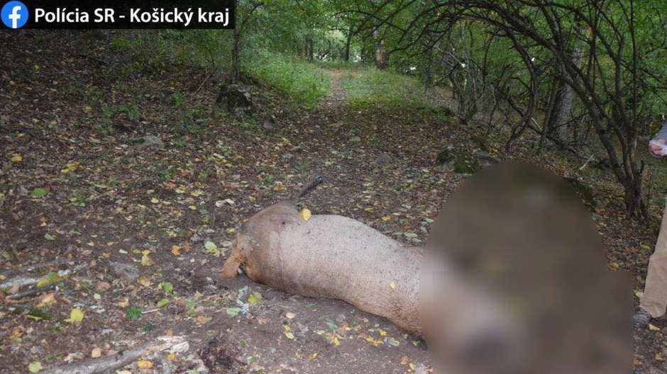 Uhynutý jeleň pri Soroške 