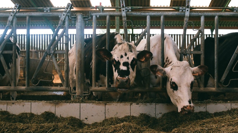 Býk (ilustračná fotka)