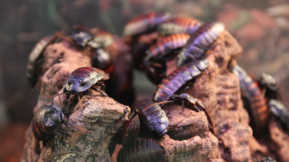 cockroaches