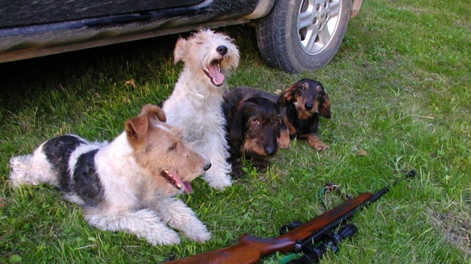 Ukradli sučky foxteriéra