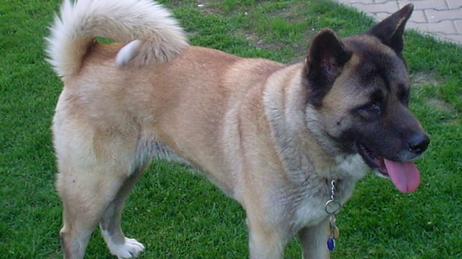 Na Silvestra sa v Nitre stratila 8-ročná sučka AKITA, je béžovej farby s bielymi labkami. Volá sa RIKINA, je priateľská, neublíži. Veľmi nám chýba, hľadali sme ju v okolí , v útulku... Márne, nenašli sme ju, veľmi nám chýba. Prosíme dobrých ľudí, ktorí ju