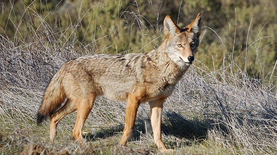 Kojot, postoj, spredu, v prírode, celý