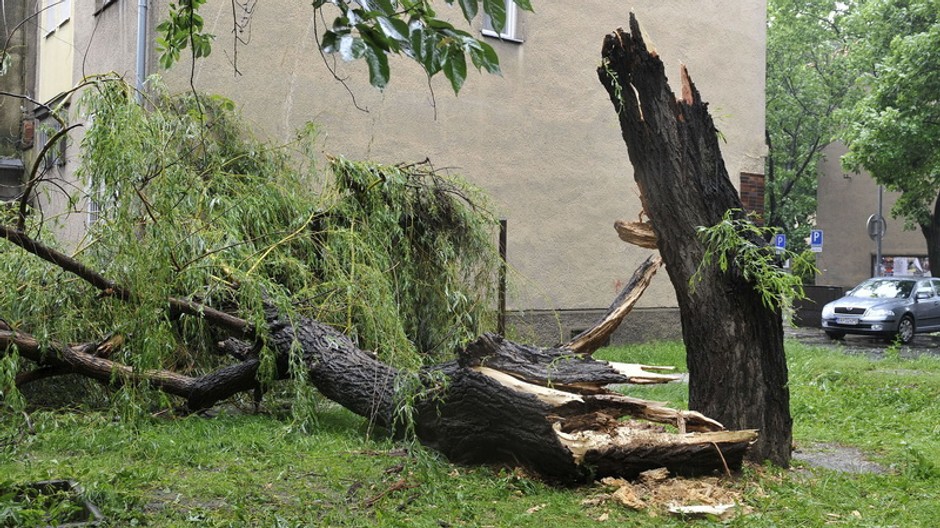 Zrútený strom na Velehradskej ulici v Bratislave