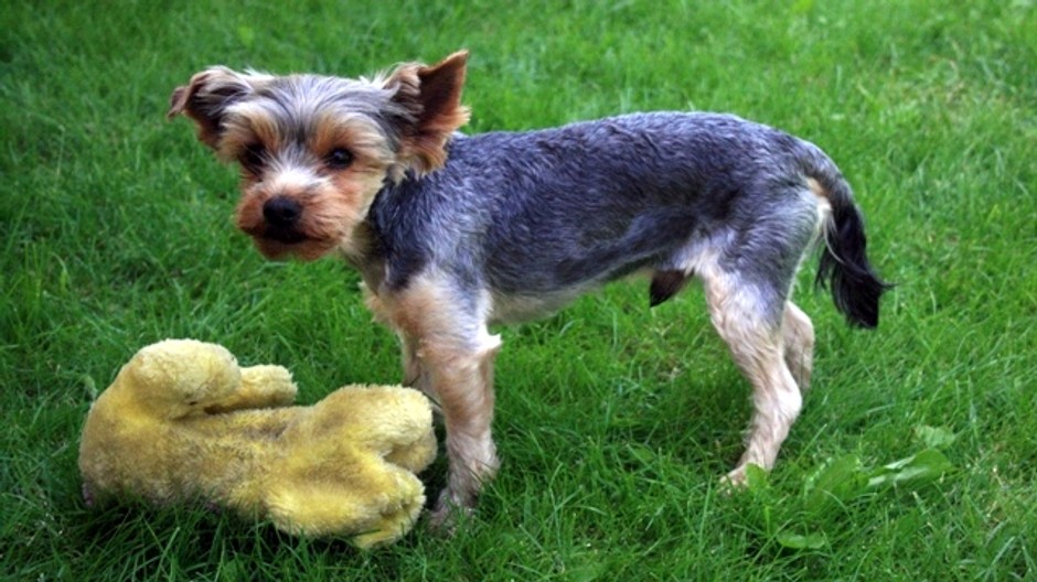 Pusté Úľany, Yorshirský teriér, stratený psík, pomoc