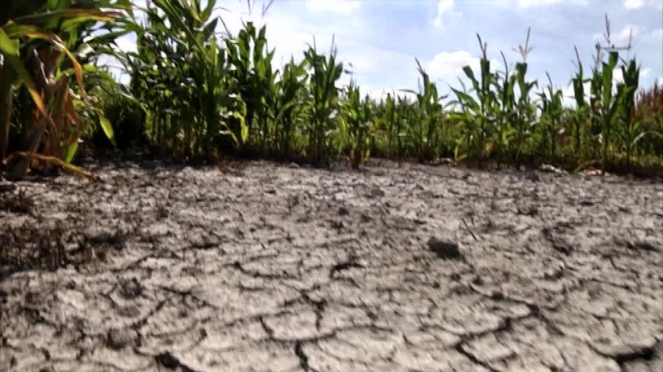 Sucho bude mať vážny dopad na úrodu. Ovplyvní to aj ceny mäsa510