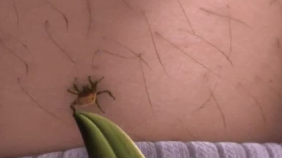 [multi] Kliešte počas "Medardovej kvapky" 11374 (cropped)