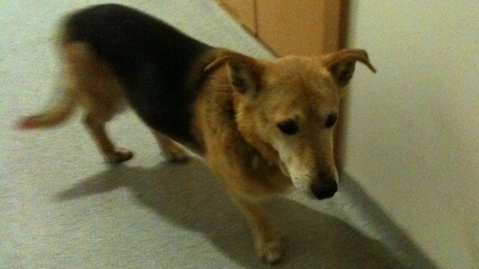 Zatúlaný psík na Kolibe