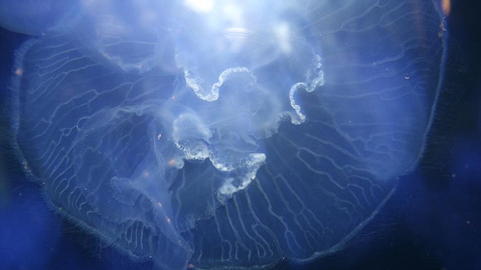 štvorhranka smrteľná