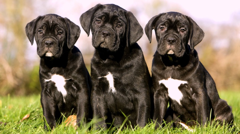 Šteniatka psik pes šteňa tráva