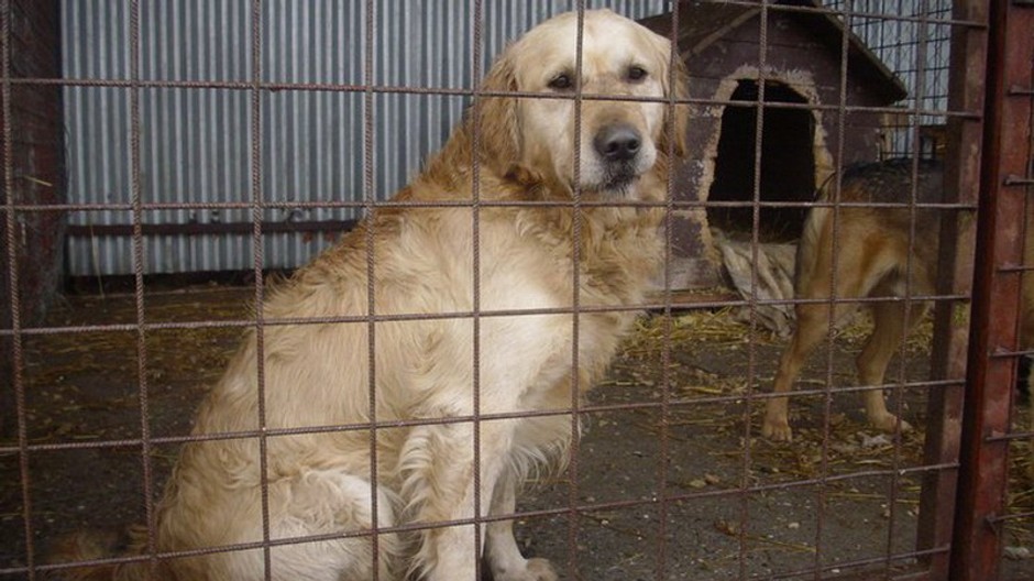 Karanténna stanica pes 1