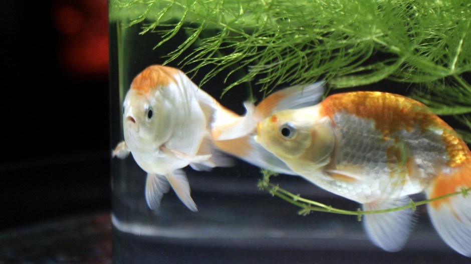 rybičky v akváriu