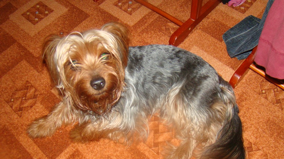 Našiel sa psik Yorkšírky teriér, je velmi kludny, vôbec nie je zanedbaný. Našiel sa v okolí Hrobákovej ulice v Petržalke. Ak máte vedomosť komu by mohol patriť volajte na tč 0917794726, počkám do obedu, potom ho žial budeme musieť odovzdať slobode zvierat