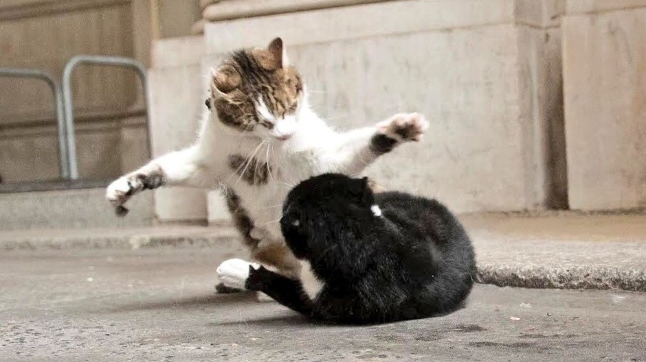 Larry a Palmerston.jpg