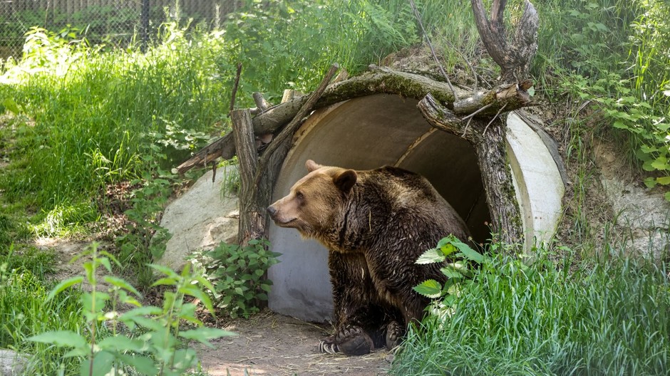 Medveď z bratislavskej ZOO