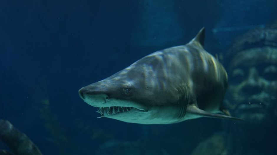 Žralok tigrovaný