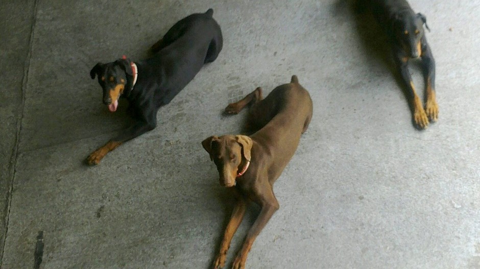 dobermani Atos Dino stratení