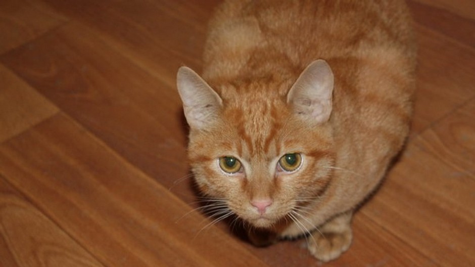 Ryšavý Riško zo SNV