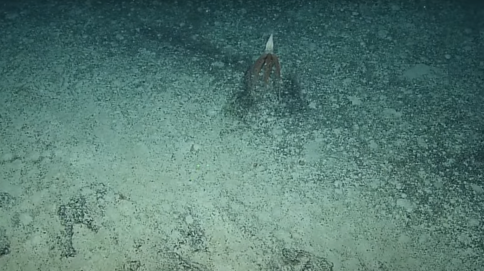 Solumbellula monocephalus 