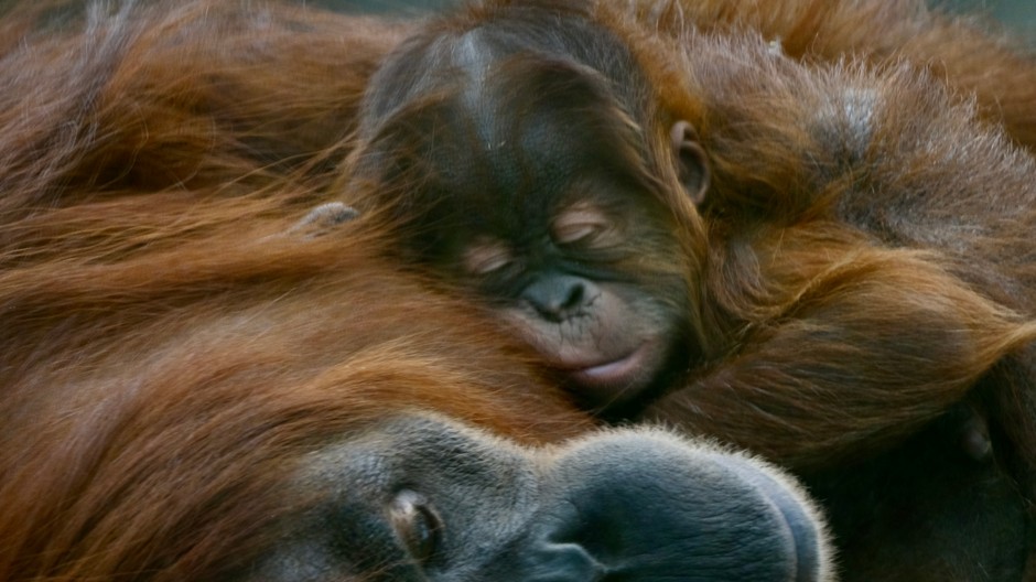 V bratislavskej zoo sa narodilo mláďa orangutana sumatrianskeho
