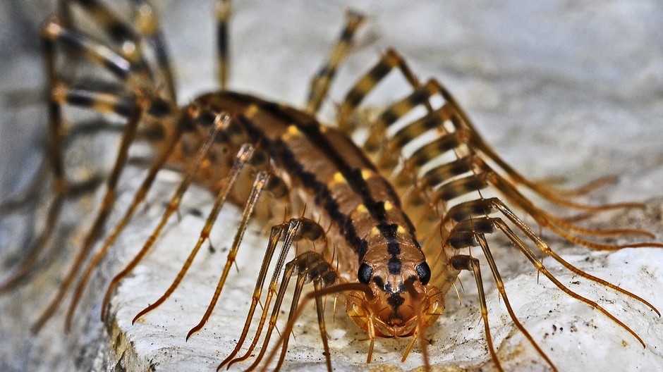 Centipede