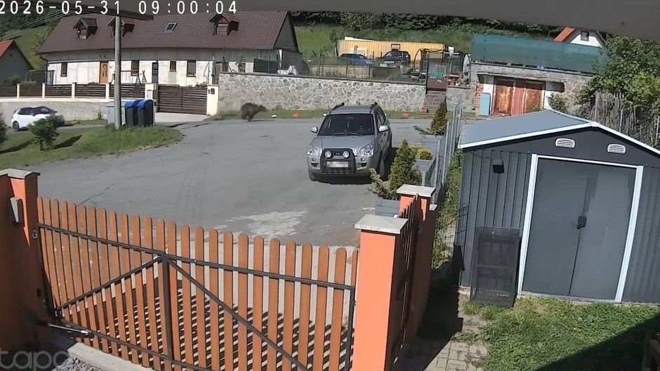 Medveď v Krupine