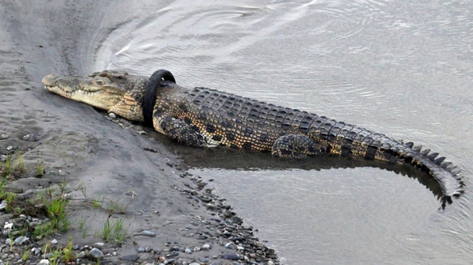 Krokodíl s pneumatikou