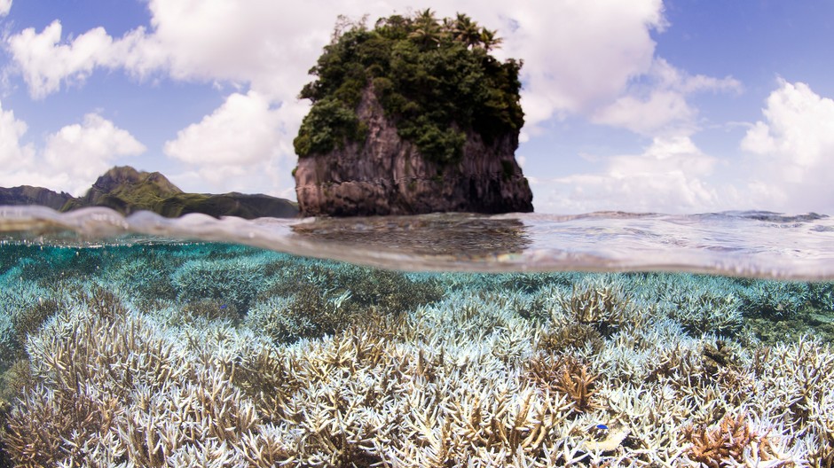 korál more ilustračné foto